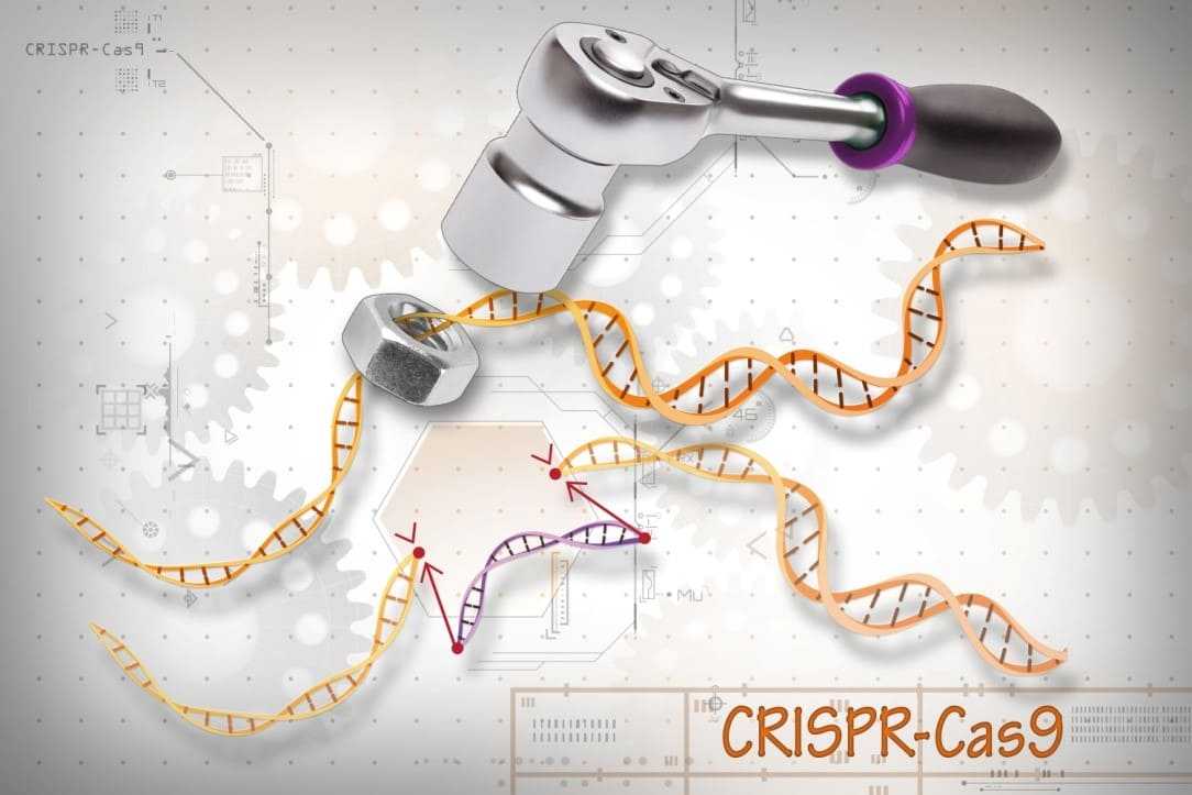 CRISPR/Cas9 (Training Will be Update Soon)